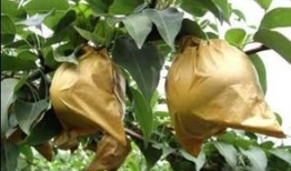 苹果怎么套袋视频,轻松掌握果实保护新方法