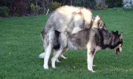 狗狗交配视频,揭秘繁殖过程中的自然现象